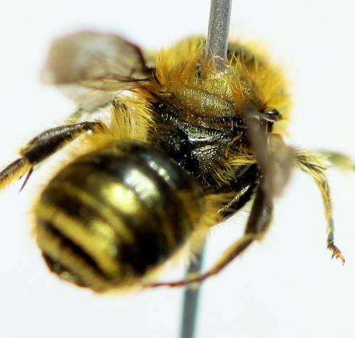 Osmia caerulescens